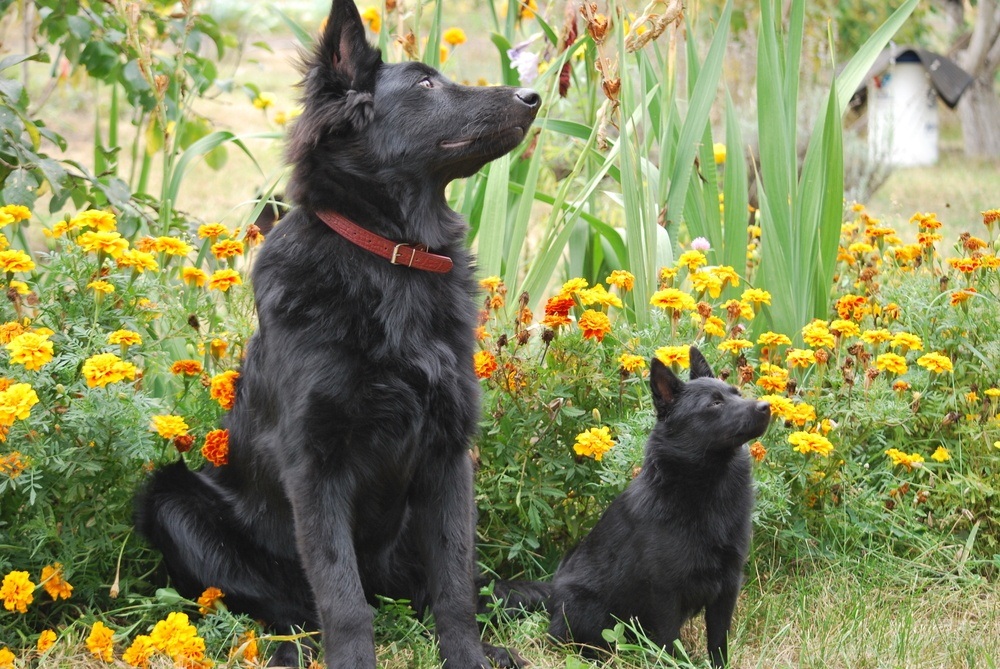 schipperke filhote