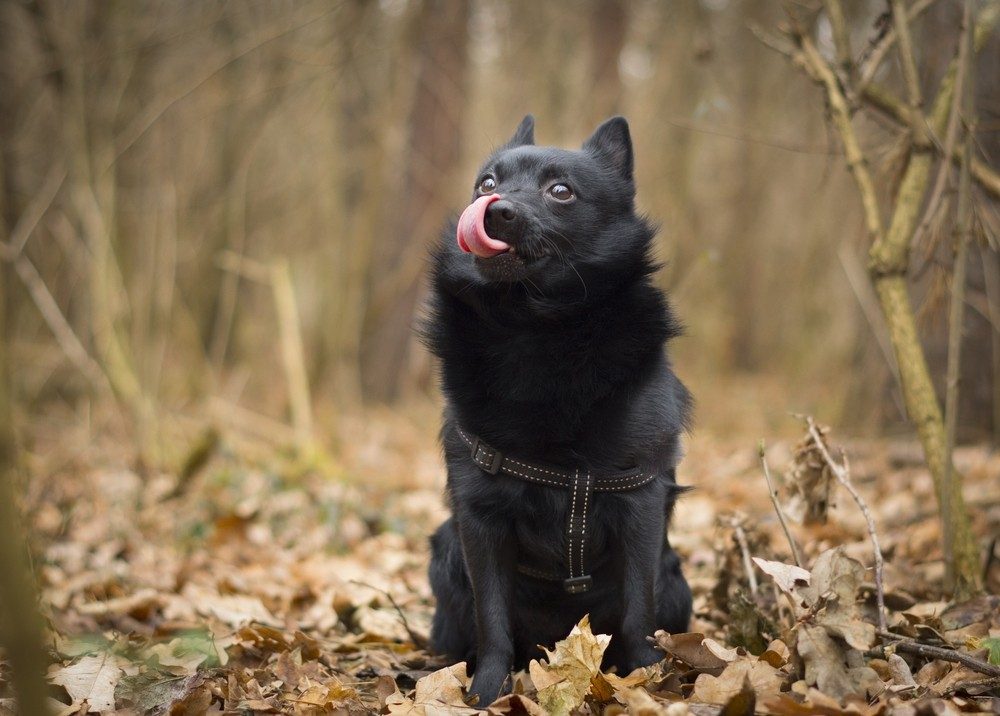 schipperke cão