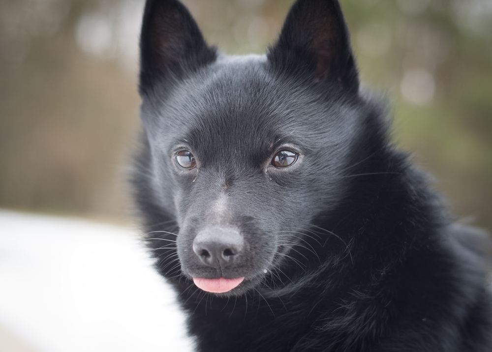 schipperke