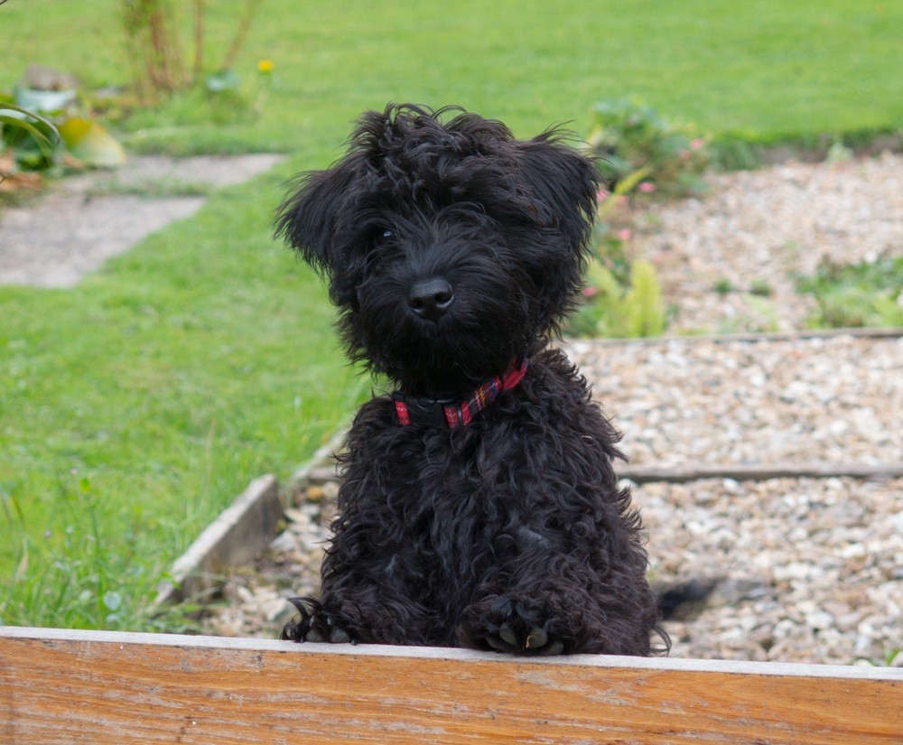 schnoodle cão