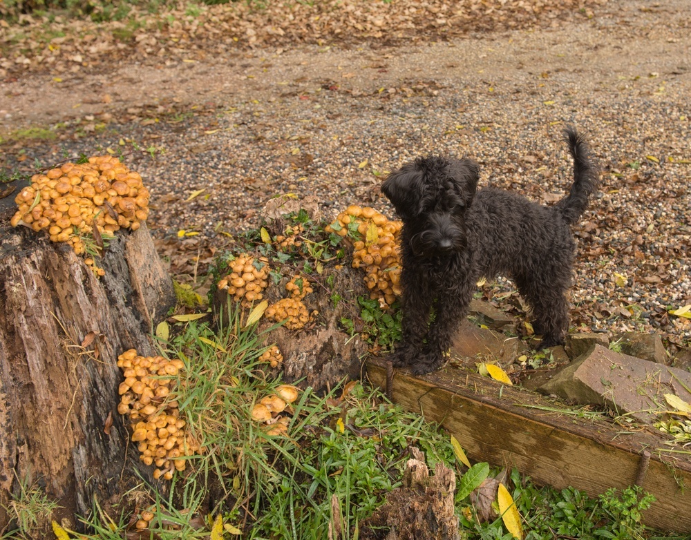 schnoodle cachorro