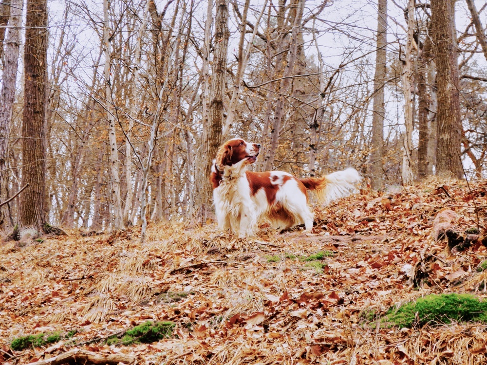 Springer Spaniel galês cachorro