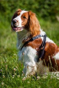 Springer Spaniel galês cão