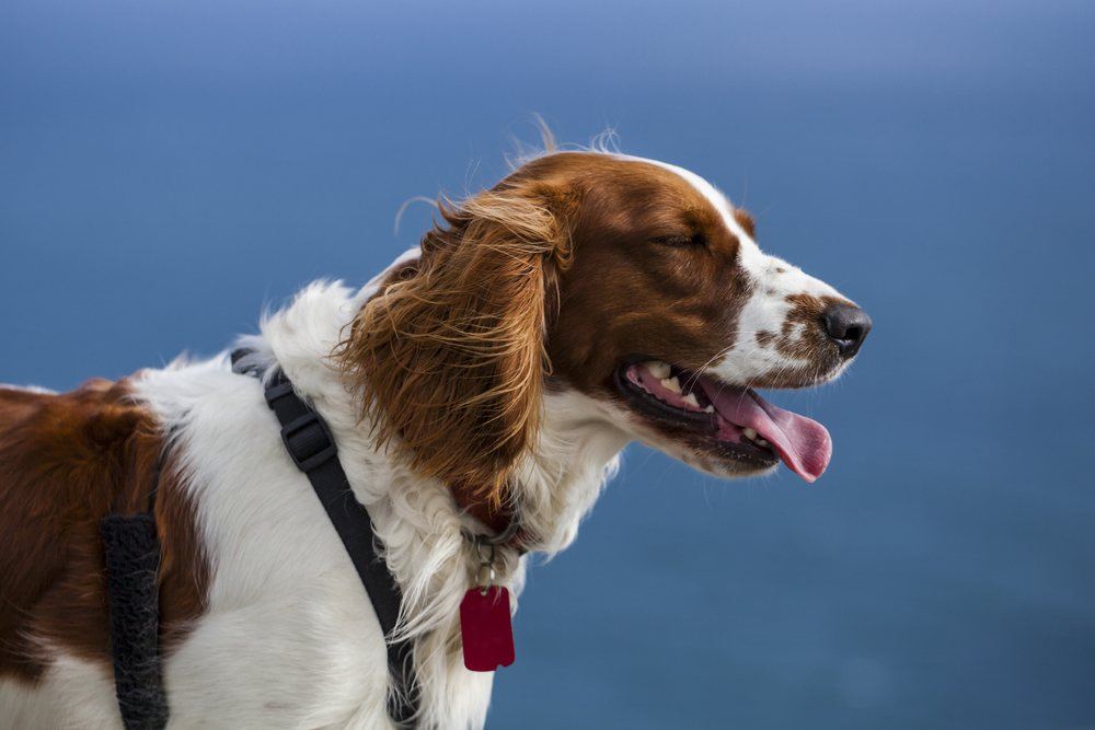 Springer Spaniel galês