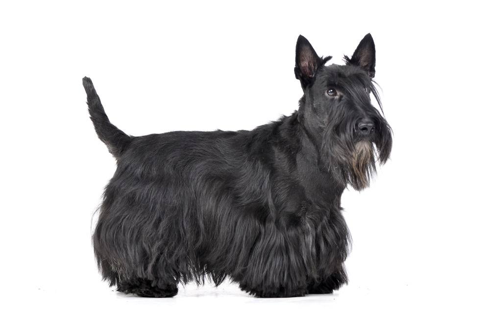 Terrier escocês cão