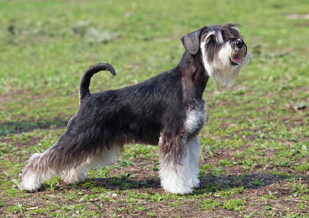 Schnauzer Standard cachorro