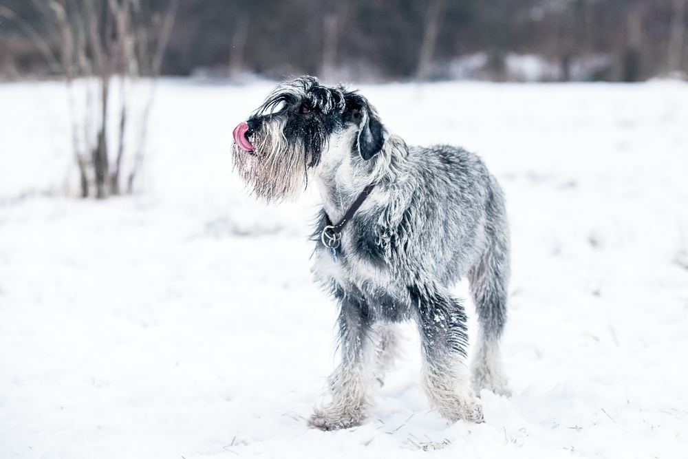 Schnauzer Standard cão