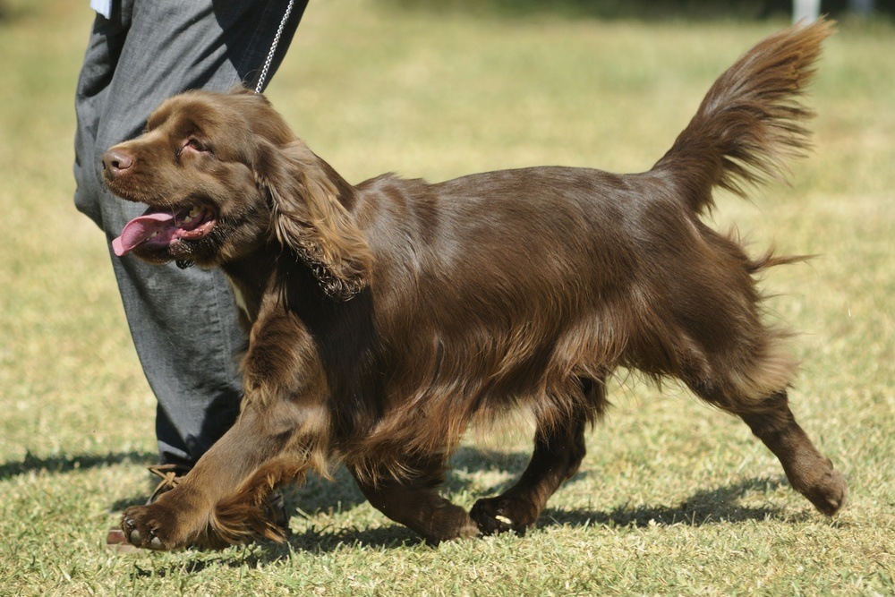 Sussex Spaniel cachorro