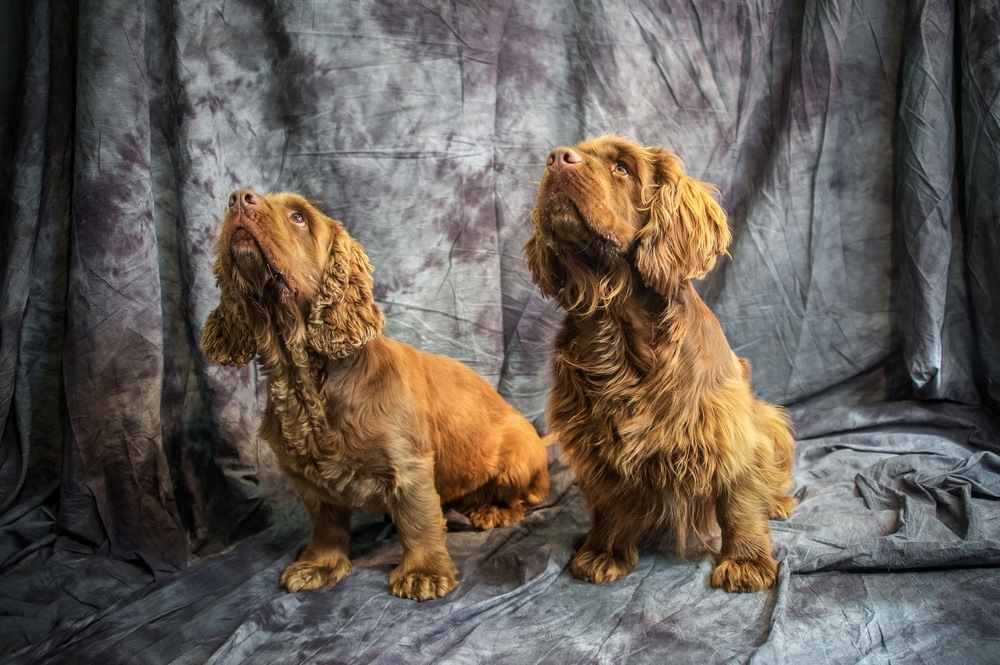 Sussex Spaniel