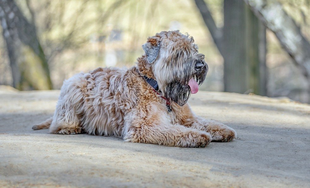 Soft Coated cão