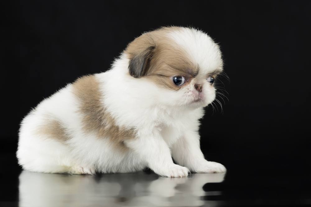 Spaniel japonês cachorro