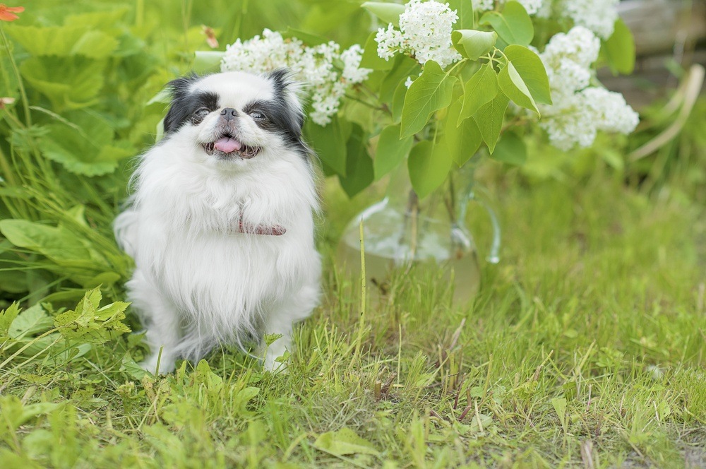 Spaniel japonês