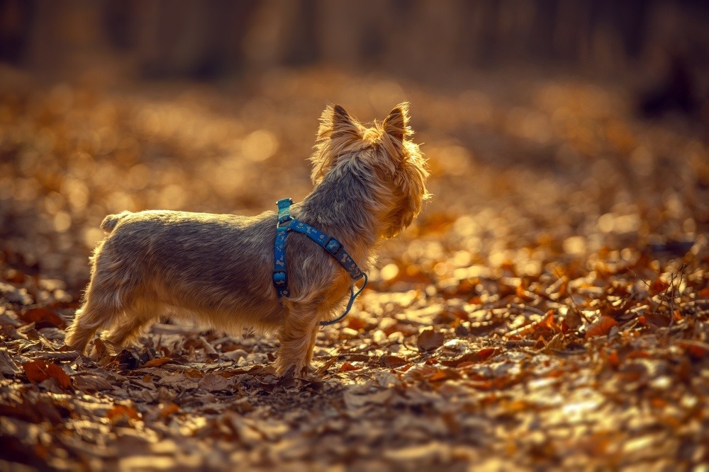 Silky terrier cachorro