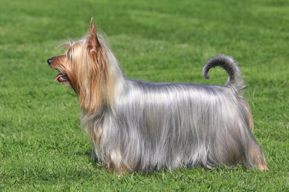 Silky terrier cão