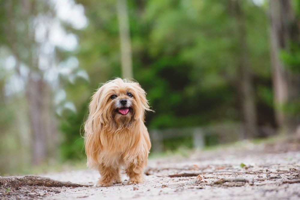 Silky terrier