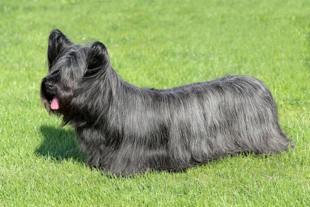 Skye terrier cão