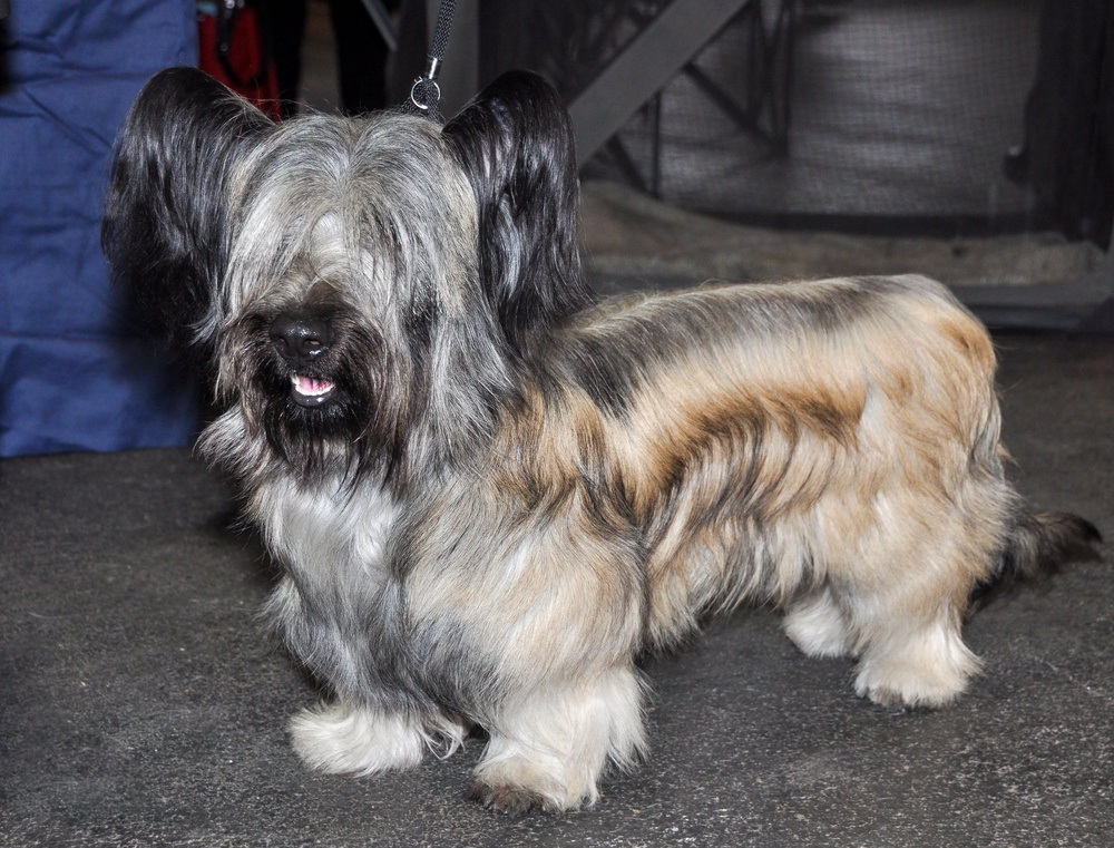 Skye terrier