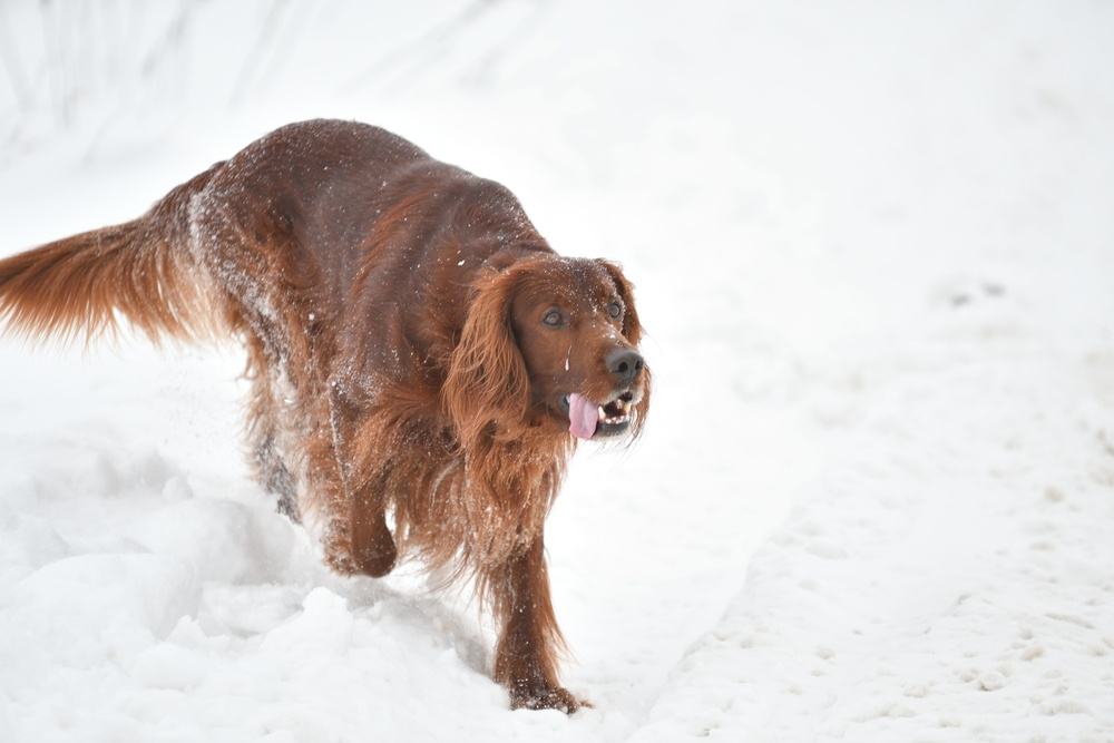 Setter irlandês ruivo e branco na neve