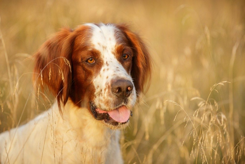 Setter irlandês ruivo e branco cão