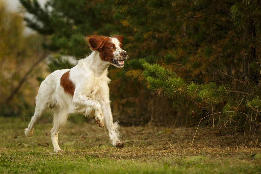 Setter irlandês ruivo e branco cachorro