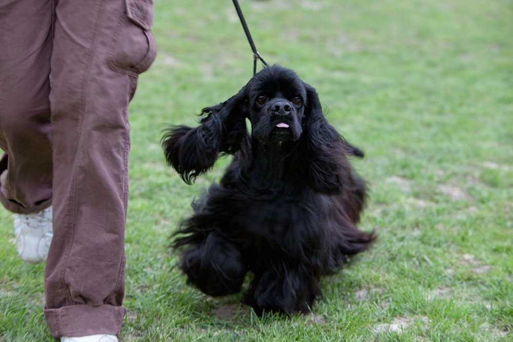 Cocker Spaniel Americano cachorro