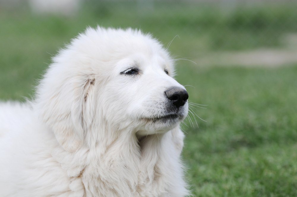 Cão de Montanha cachorrov