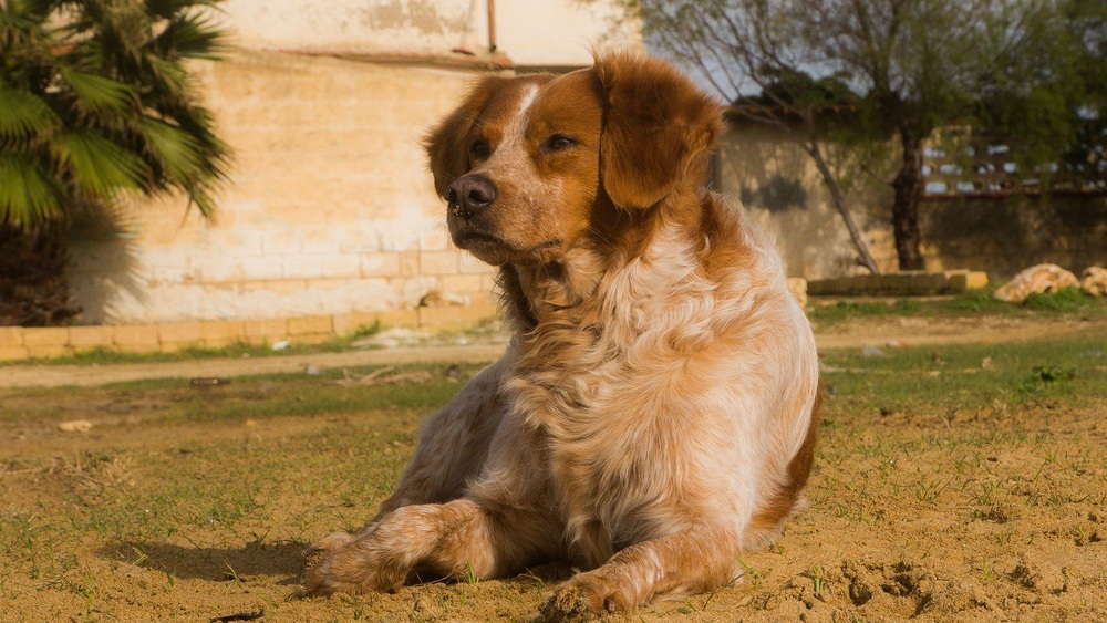 Spaniel bretão cão