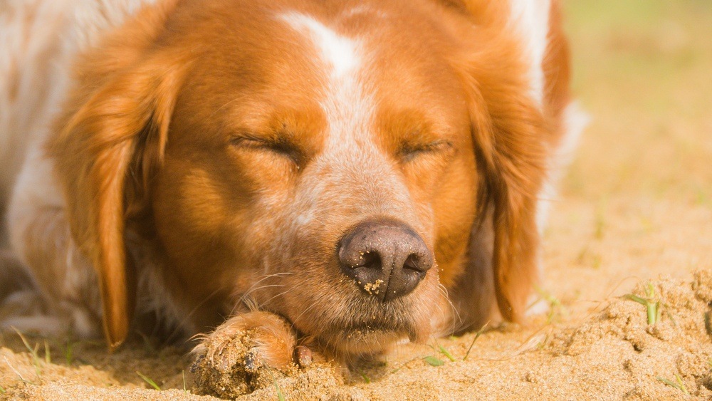 Spaniel bretão cachorro