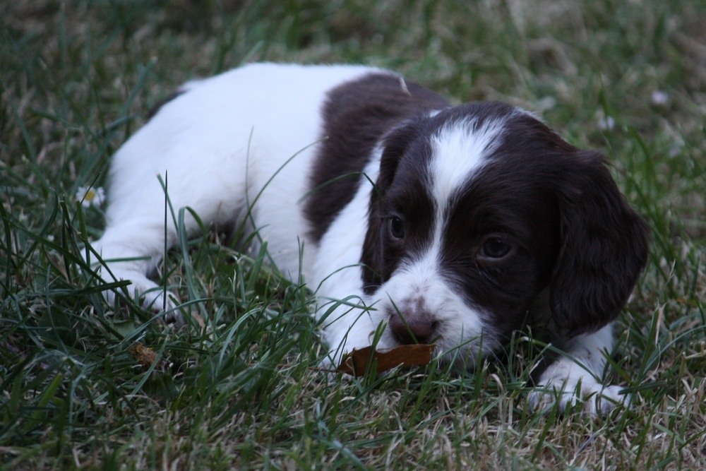 Springer spaniel filhote