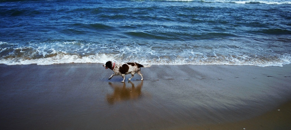 Springer spaniel cachorro