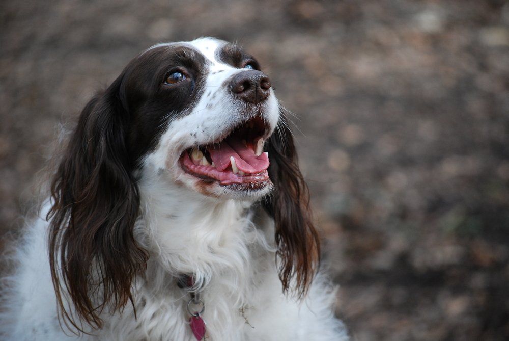 Springer spaniel cão