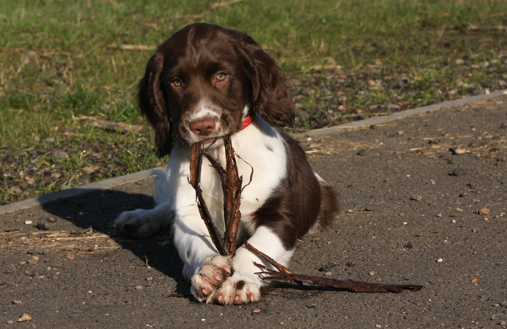 Springer spaniel