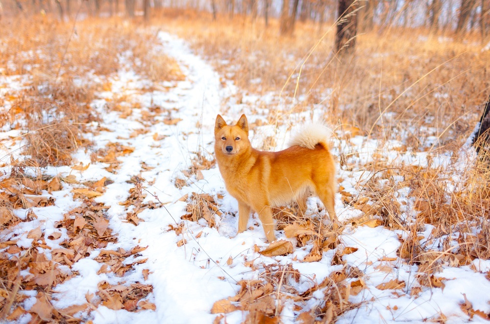 Spitz finlandês cão