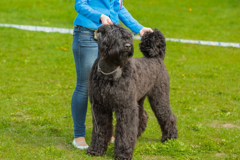 Schnauzer gigante preto