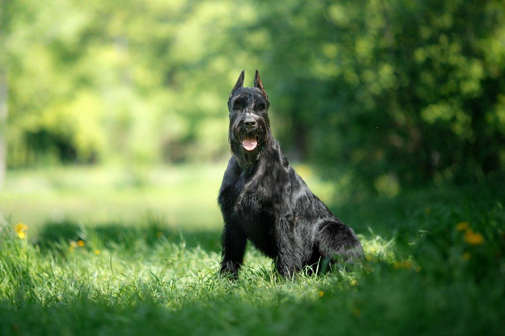 Schnauzer gigante cachorro