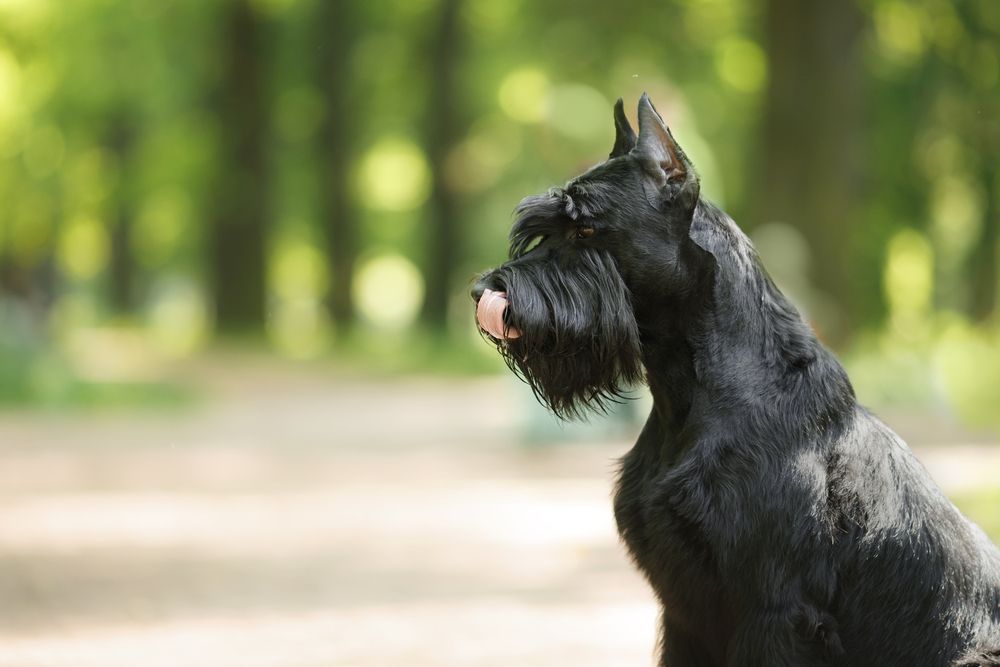 Schnauzer gigante