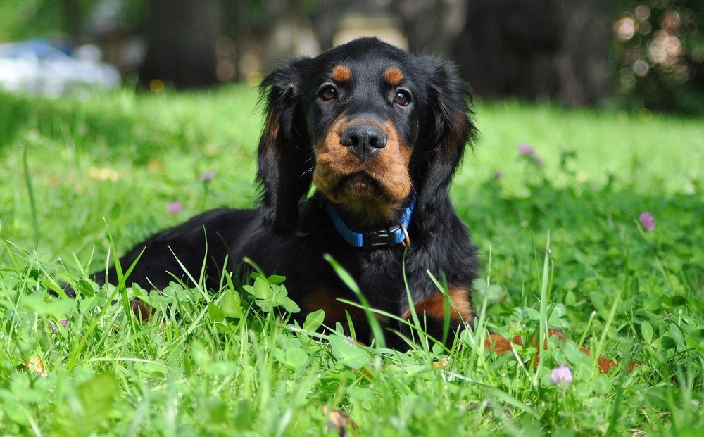 Setter gordon cão