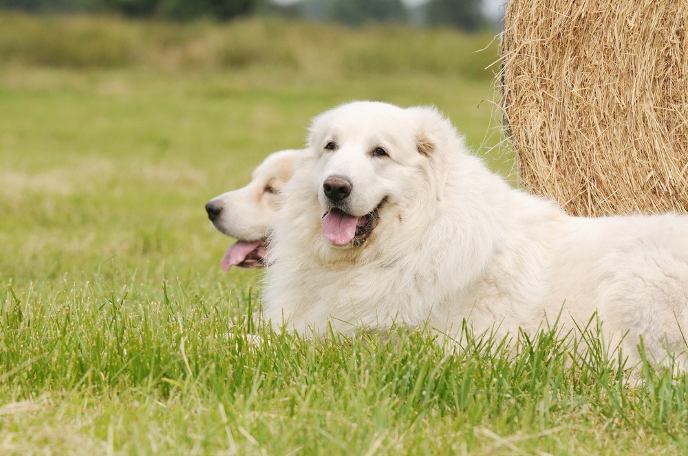 Cão de Montanha