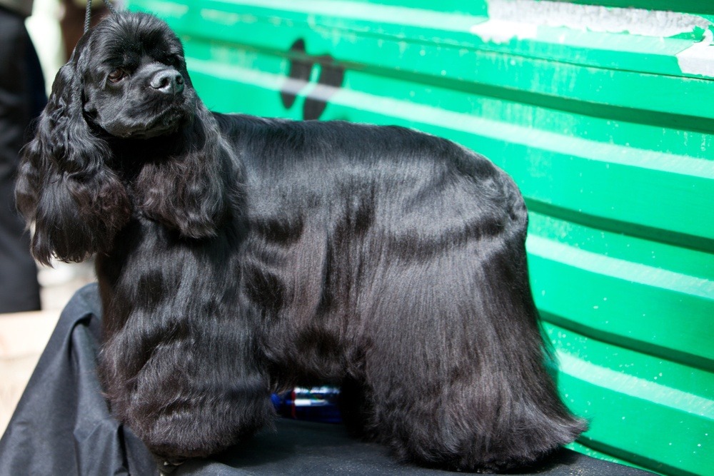 Cocker Spaniel Americano cão