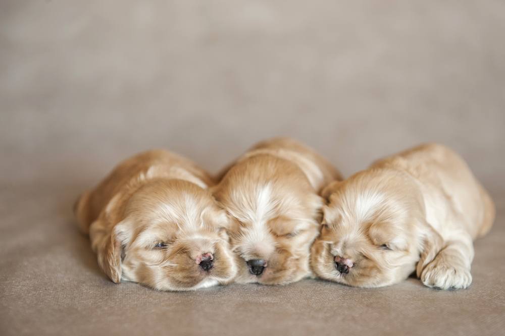 Cocker Spaniel Americano