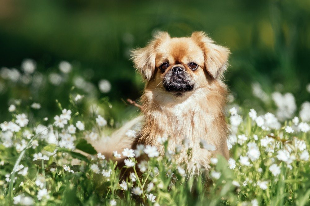 Spaniel tibetano cão