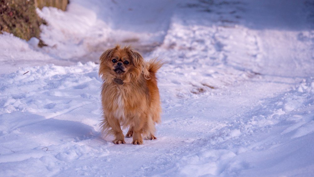 Spaniel tibetano cachorro