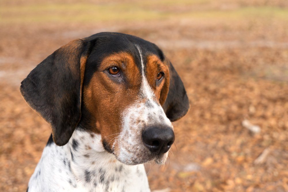 Treeing walker cachorro