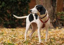 Treeing walker