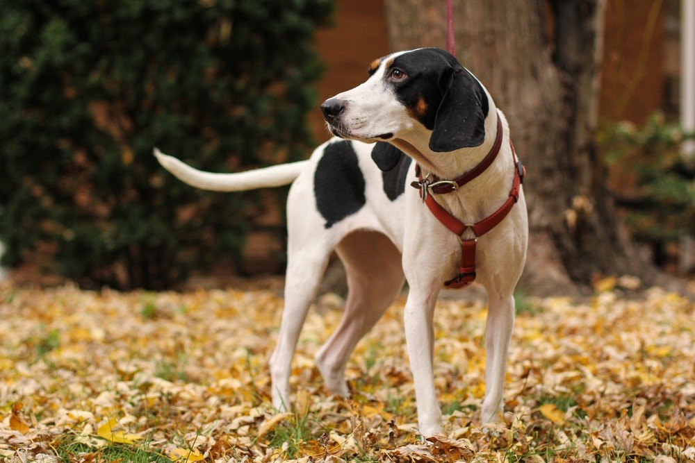 Treeing walker