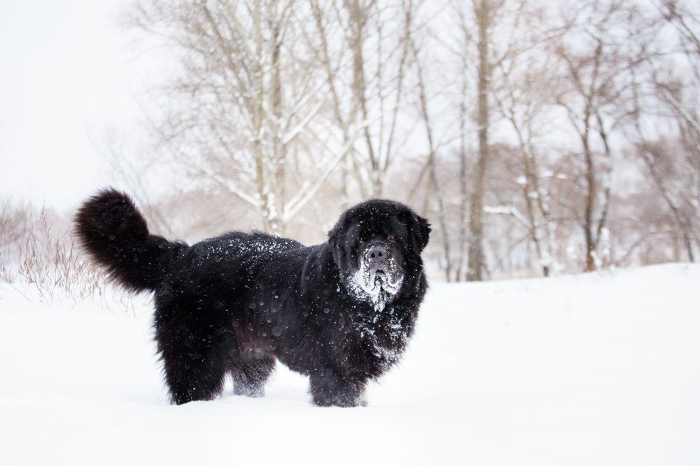 Terra Nova na neve