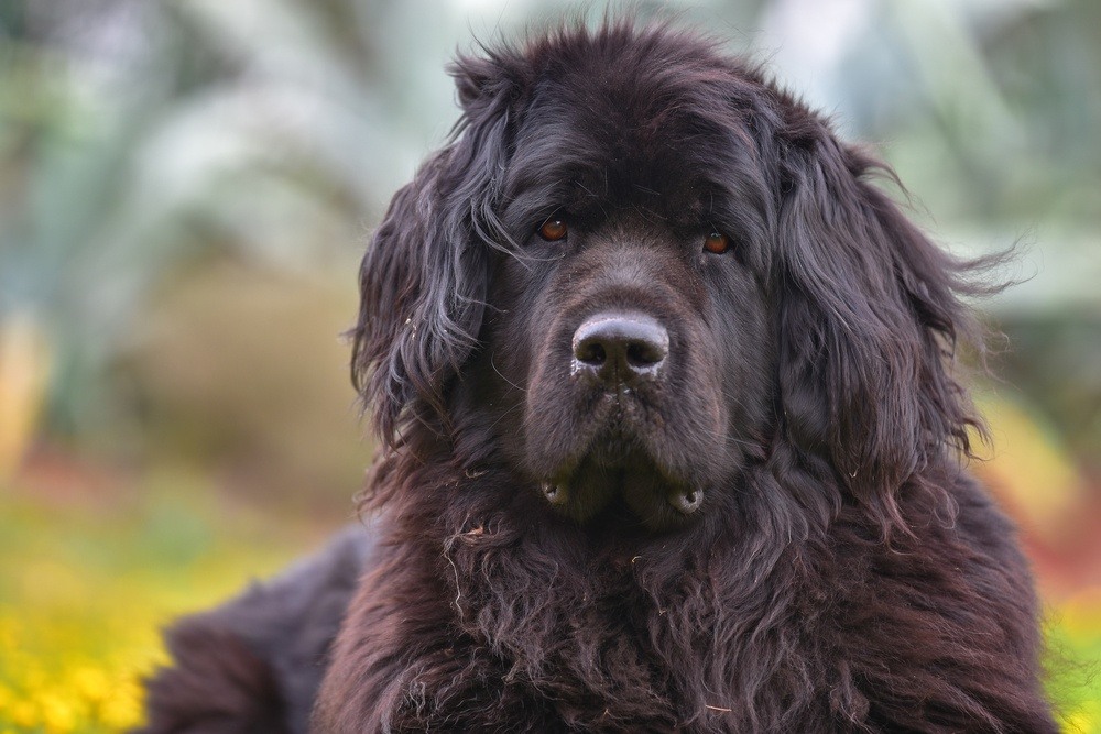 Terra Nova cão