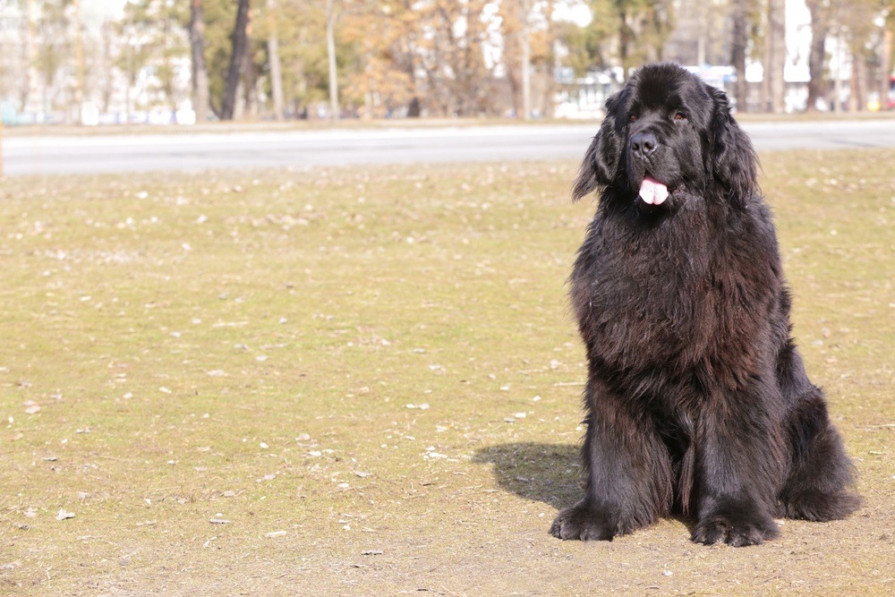 Terra Nova cachorro