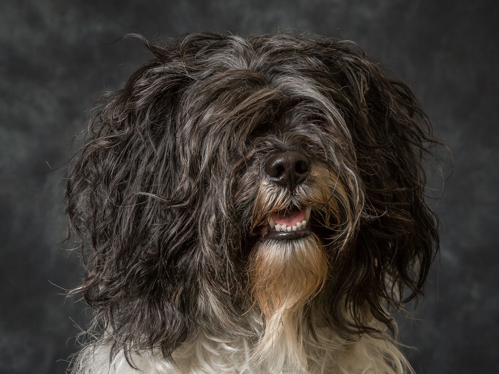 Terrier tibetano cachorro