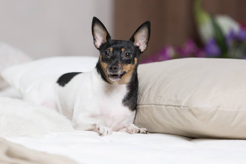 Toy Fox Terrier cão